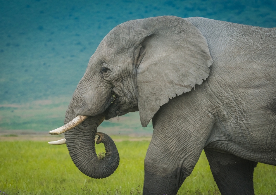Elephants are unique animals who are important members of their ecosystems. It is because of this that their population numbers are closely monitored.